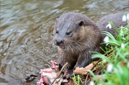 Protected Species Survey: Otters