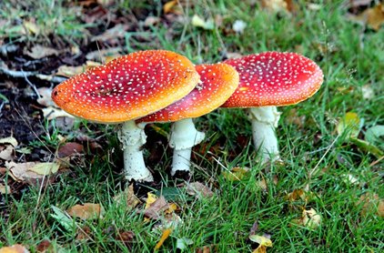 Fly agaric, photo by Peter Dent