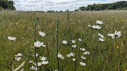 Claylands Meadow Management 