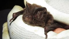 2021-12-06 Maternity colony for rare bats