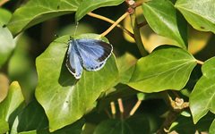 Holly blue (male) by Bob Carpenter