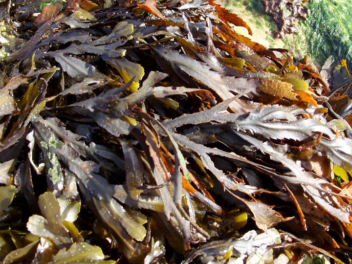 Seaweed Pressing, NWT Cley Marshes, Coast Road, Cley next the Sea, Norfolk, NR25 7SA | In this fun workshop Seasearch leader Rob Spray will teach us how to press seaweed for both natural history collection and art.  | nature, wildlife,workshop, outdoors, easter holidays