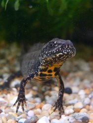 What should I do if I find a great crested newt in my pond?