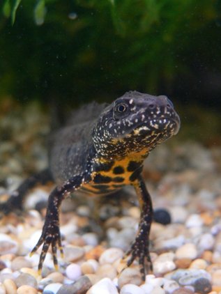 Protected Species Survey: Great crested newts