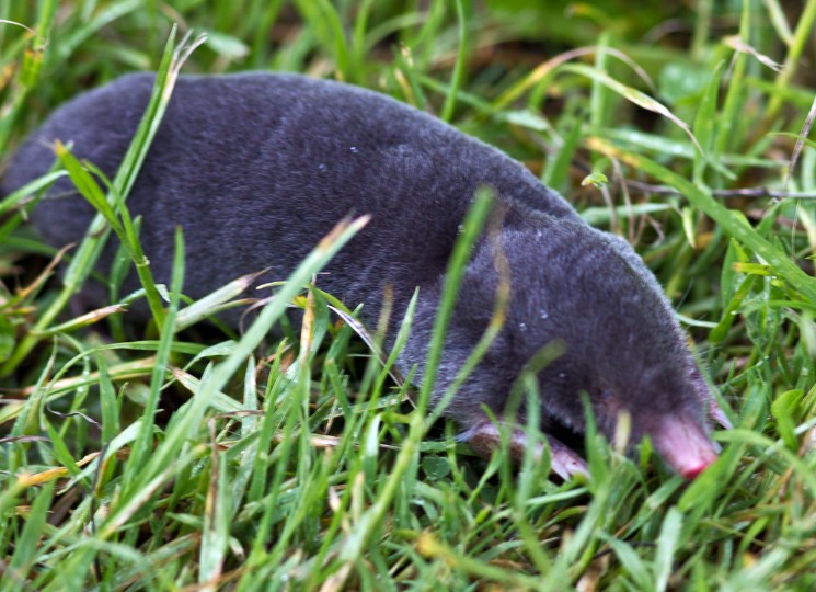 Mole - Norfolk Wildlife Trust