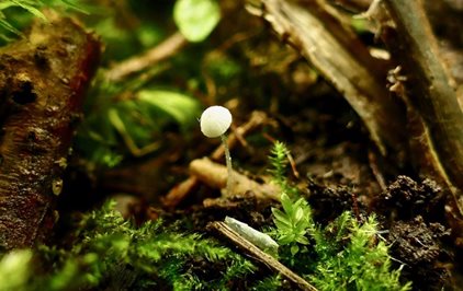 A short fungal walk into Pigney’s Wood