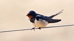 Swallow, NWT Cley Marshes, Lawrie Webb