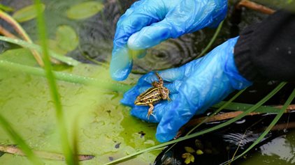 Historic reintroduction reverses extinction of England’s rarest frog