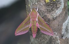2022-06-29 Hickling Moth & Butterfly Walk