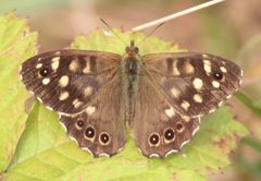 Speckled wood butterfly by Nick Goodrum