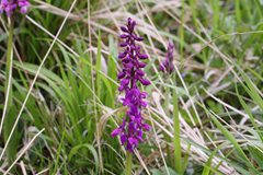Early purple orchid by Brendan Joyce