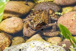 Where can I get frogs to stock my new pond?