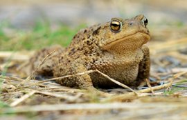 Common toad, photo by Liz Dack