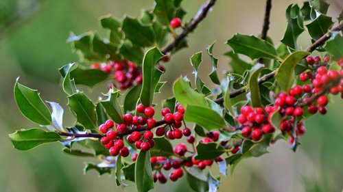Holly tree with berries, photo by Liz Dack