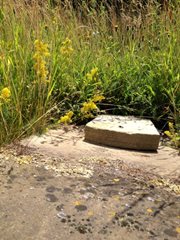 Lady's bedstraw at Great Cressingham by Emilt Nobbs