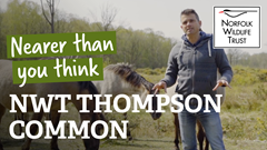 Thompson Common: nature is nearer than you think