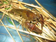 White-clawed Crayfish, Martin Pugh