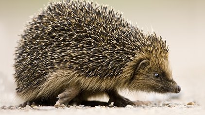 Hedgehog by Peter Mallett