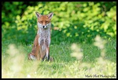 Red Fox, Postwick, Mark Ollett,
