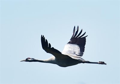 Common crane by Elizabeth Dack