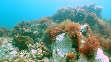 The cromer shoal chalk reef, photo by Rob Spray