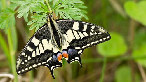 Swallowtail butterfly, seen in the Norfolk broads