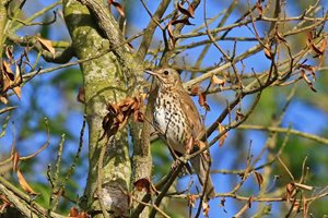 Song thrush, by Paul Taylor