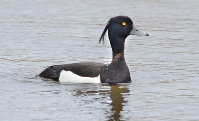 Tufted duck, by David Thacker