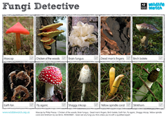Fungi detective