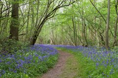 2024-05-06 Guided bluebell walk at NWT Fo