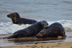 What seals are found in Norfolk?