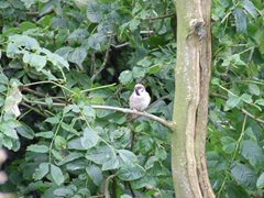 Tree Sparrow, Norfolk, Rose Little