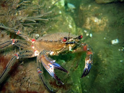 Velvet swimming crab, photo by Rob Spray