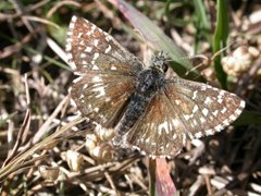Grizzled skipper, NWT Narborough, Andrew Ramsey