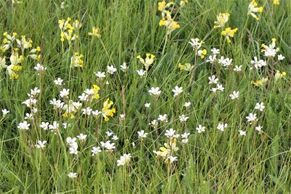Bishop's Garden May Update: A World of Wild Flowers