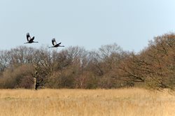 When and where can I see common cranes in Norfolk?