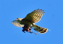 Are sparrowhawks affecting bird populations?