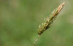 Sweet vernal grass by Philip Precey