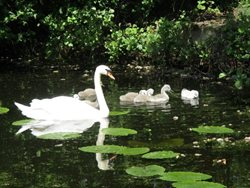 Can I feed swans with white bread?