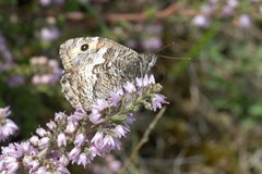 Wildlife in Common - Grayling butterfly