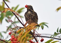 What are the colourful thrushes I see in the garden in winter ?