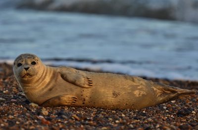 Grey seal by Jackie Dent