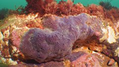 2021-04-14 Unique purple sea sponge named