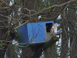 Where can I buy a barn owl box?