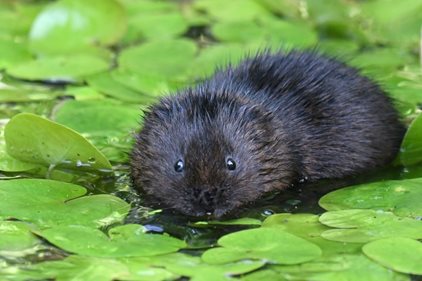 Secrets of the Water Vole