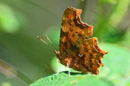 Comma butterfly, photo by Liz Dack