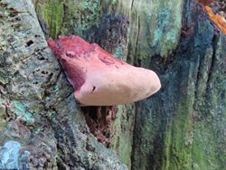 How can I find out more about fungi?