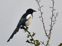 Are magpies killing all the songbirds?