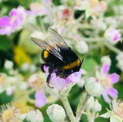 How can I help bumblebees?