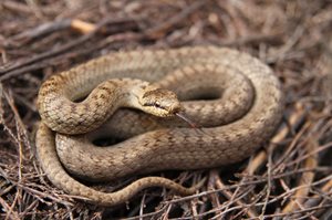 Smooth snake by Steve Davis